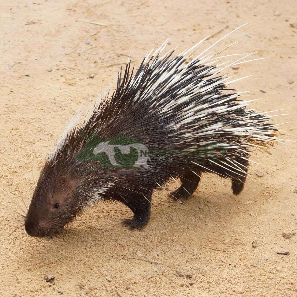 Nhím giống tại Nông Trại Việt có sức đề kháng cực tốt