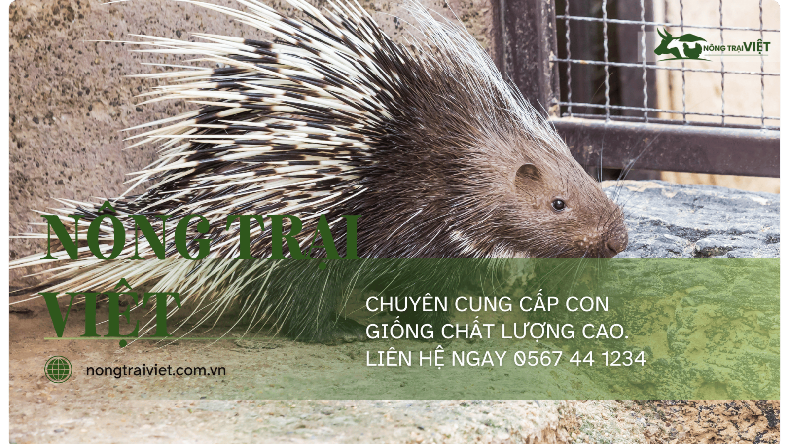 Nhím giống – chuồng nền cát – Nông Trại Việt