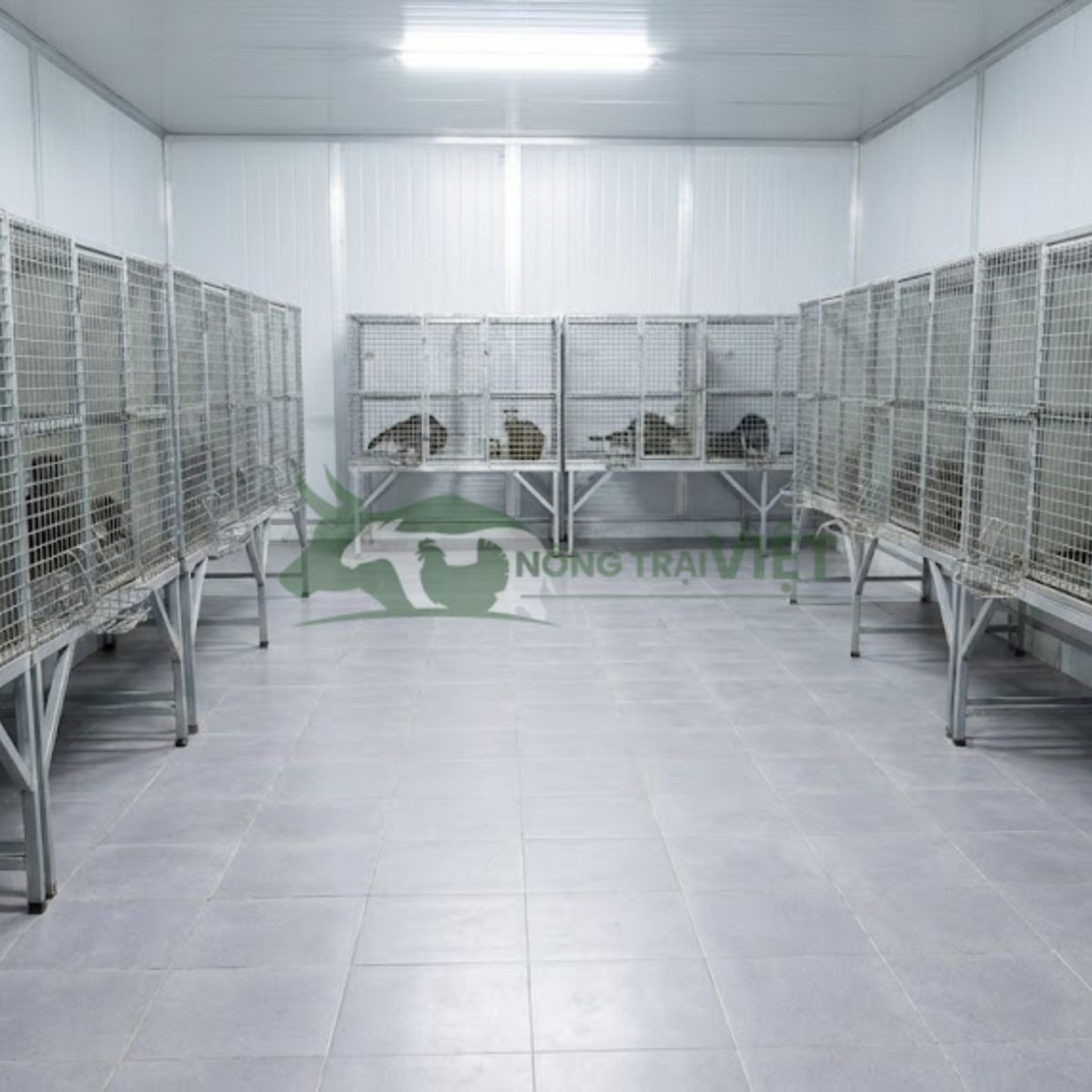 Thiết kế chuồng nuôi chồn hương thông thoáng và sạch sẽ