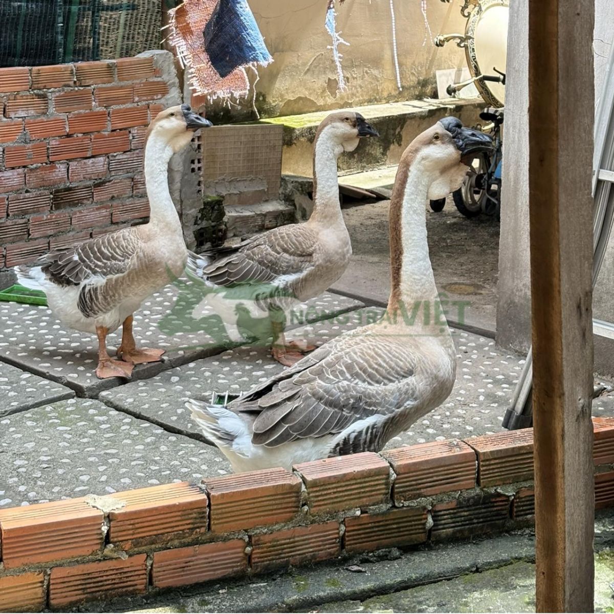 Cặp ngỗng sư tử dũng mãnh canh giữ trước cổng nhà giúp trấn trạch