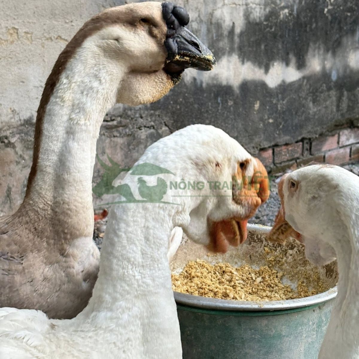 Ngỗng sư tử thuần chủng đầu to dáng đi oai vệ mang lại dương khí