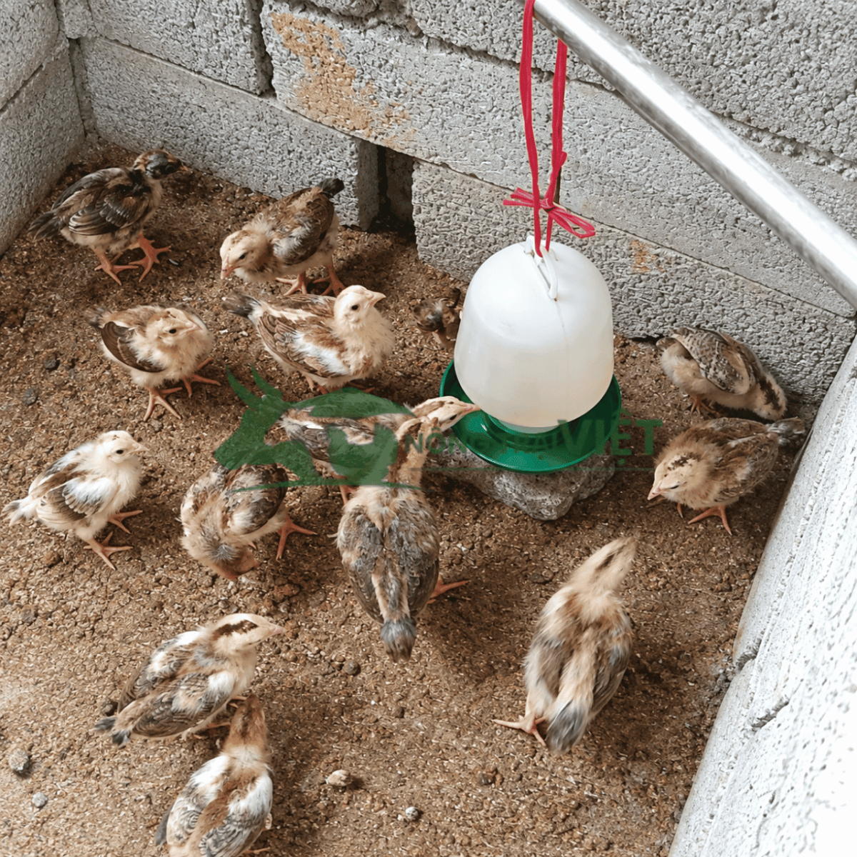 Gà uống nước từ bình uống